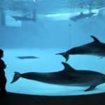 小児がん 小児がん支援 家族旅行 子ども スマイルスマイルプロジェクト ジャパンハート　下関旅行 しものせき水族館　秋吉台自然動物公園サファリランド