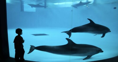 小児がん 小児がん支援 家族旅行 子ども スマイルスマイルプロジェクト ジャパンハート　下関旅行 しものせき水族館　秋吉台自然動物公園サファリランド