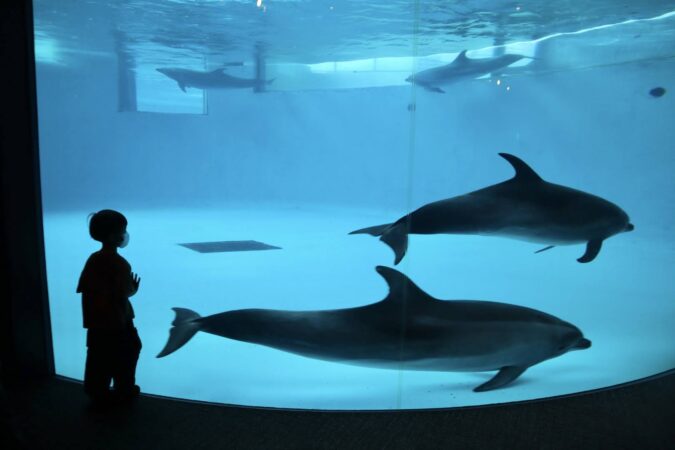 小児がん 小児がん支援 家族旅行 子ども スマイルスマイルプロジェクト ジャパンハート　下関旅行 しものせき水族館　秋吉台自然動物公園サファリランド