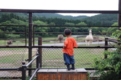 小児がん 小児がん支援 家族旅行 子ども スマイルスマイルプロジェクト ジャパンハート　下関旅行 しものせき水族館　秋吉台自然動物公園サファリランド