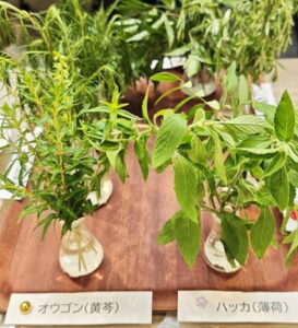 小児がんの子どもの旅行の付き添い小児がんの子どもの旅行の付き添い