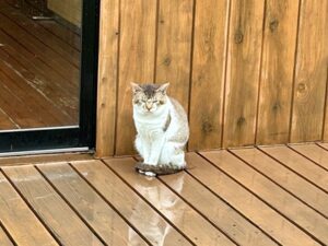 小児がんの子どもの旅行の付き添い小児がんの子どもの旅行の付き添い